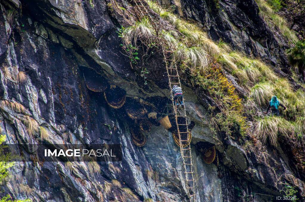 Honey Hunting in Nepal