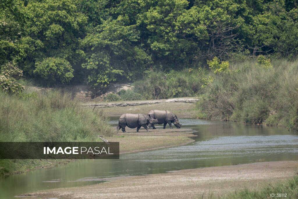 Pair of Great One-Horned rhinoceros in river Chitwan National Park