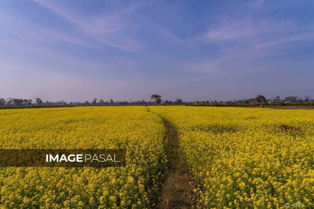 Mustard field in Terai (Meghauli)