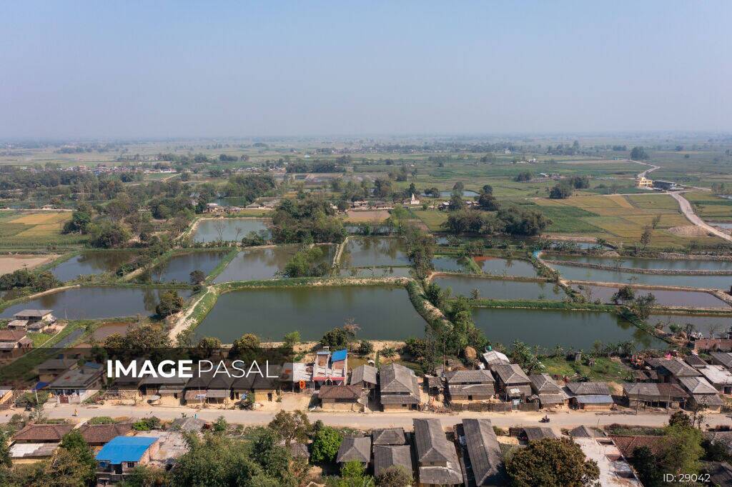 Peaceful Ponds of the Terai, Nepal