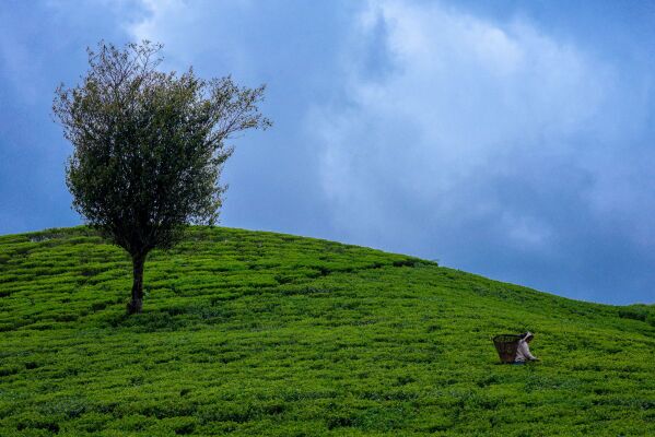 Tea Plucking