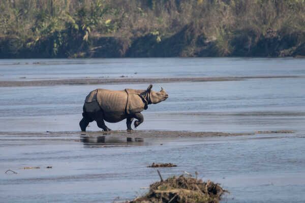 Great One-horned Rhinoceros गैँडा